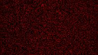 isolated-lipid-droplets